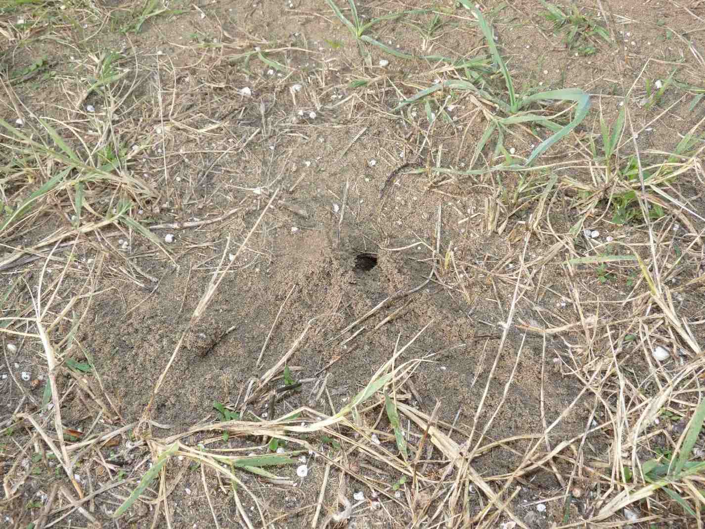 Scarites buparius maschio e femmina
